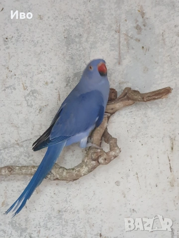 Продавам папагали малък АЛЕКСАНЪР , снимка 9 - Папагали - 53766167