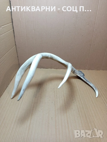 Стар Голям Единичен Еленски Рог Рога Тегло 1.450кг. НОМЕР 721., снимка 4 - Антикварни и старинни предмети - 53528348