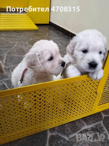 Голдън ретривър момче чистокръвно момченце, снимка 5 - Голдън ретривър - 53221846