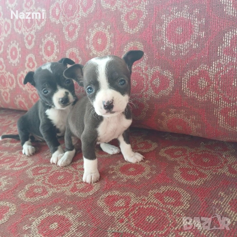 продавам пинчери , снимка 4 - Пинчер - 52561467