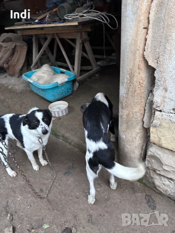 Подарявам женски кучета на година