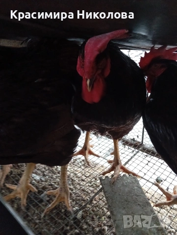 Продавам петли червени катунци., снимка 7 - Кокошки и пуйки - 53192837