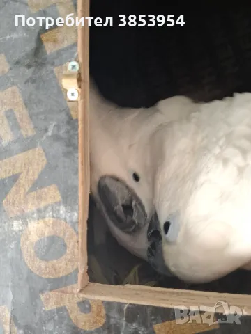 Какаду Алба - мъжки, снимка 5 - Папагали - 50429979