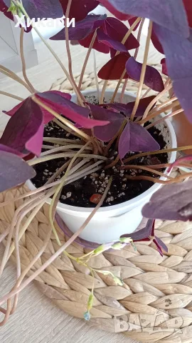 Оксалис Oxalis Triangularis , снимка 7 - Стайни растения - 55161287