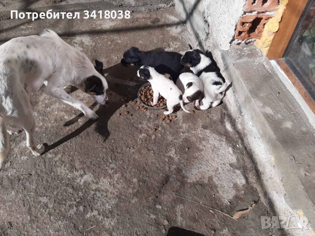 уникални кученца подарявам!, снимка 8 - Други - 53719470