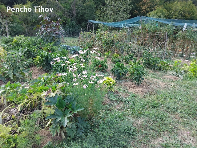 Продавам парцел в регулация и зем. земя в с. Враниловци., снимка 16 - Парцели - 51936556