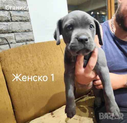 Кане Корсо кученца , снимка 4 - Кане корсо - 55892091