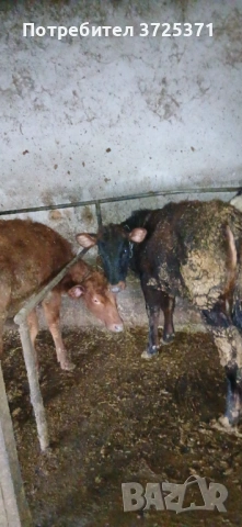 Продавам 5 бр женски телета , снимка 3 - Крави - 53506529