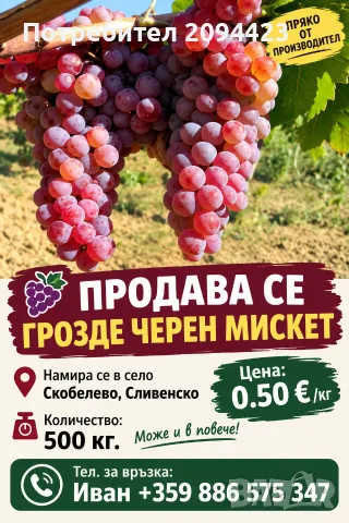 Грозде черен МИСКЕТ