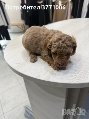 Пудел той, снимка 6 - Пудели - 53498812