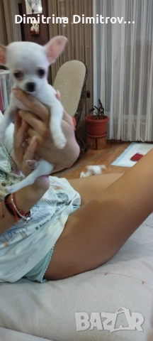 Женско мини чихуахуа, снимка 1