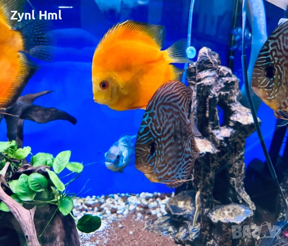 Риби Дискуси – група от 6бр.,здрави и красиви!, снимка 9 - Рибки - 52391837