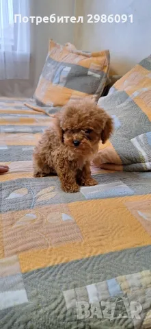 той пудел женско, снимка 4 - Пудели - 49880739