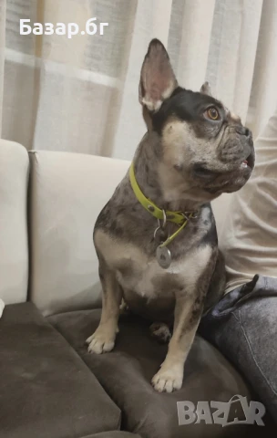 Френски булдог  черно Меркел с тан, снимка 5 - Френски булдог - 51307995