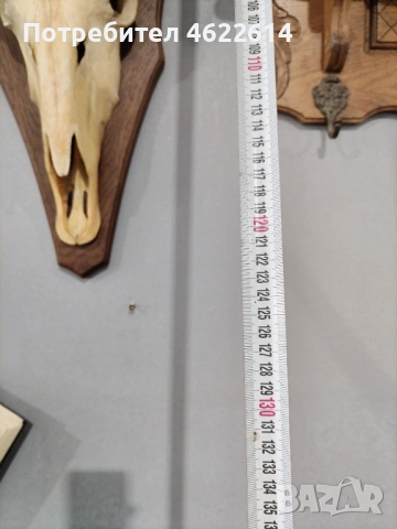 ГОЛЯМ ЛОВЕН ТРОФЕЙ НА АНТИЛОПА, МУФЛОН , снимка 3 - Антикварни и старинни предмети - 53677840