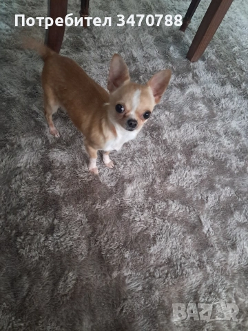 мини чихуахуа , снимка 9 - Чихуахуа - 53390929