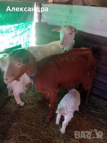 Продавам две кози с ярета