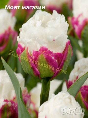 Сладоледено лале, снимка 8 - Градински цветя и растения - 53641313