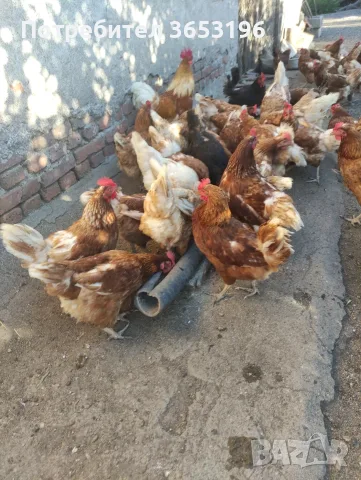Кокошки носачки 