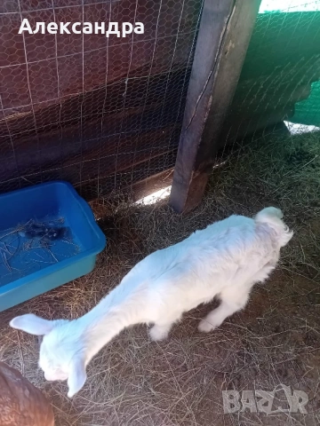 Продавам две кози с ярета, снимка 5 - Кози - 53658759