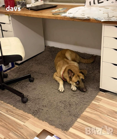 Страхотен Шарено-Очко търси Дом, снимка 2 - Други - 52578048