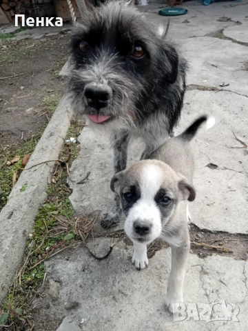 Подарявам  дворно куче