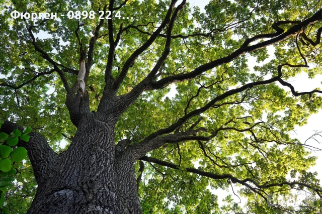 Дъб Пърнар – Вечнозелен СЕМЕНА (жълъди) Цена за 1 семе 40ст (0.20 €), снимка 5 - Разсади - 52897639