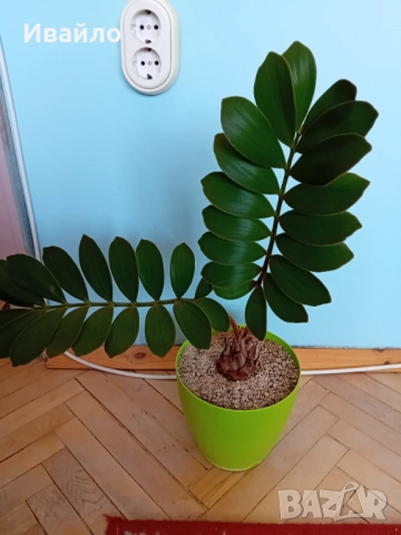 Сукуленти само за ценители, снимка 15 - Стайни растения - 35248161