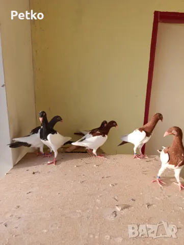 Млади датски , снимка 5 - Гълъби - 47875134