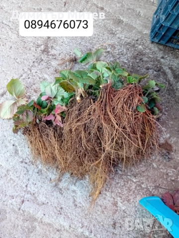 Продавам разсат ягоди , снимка 7 - Разсади - 51749795