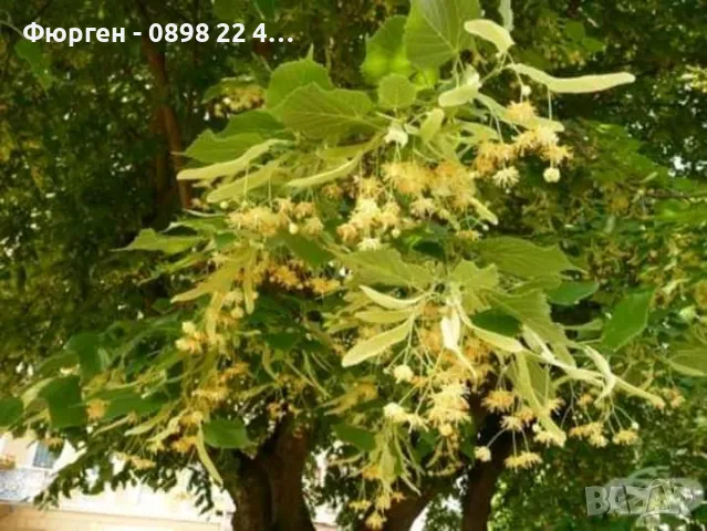 Липа (Tilia) – Фиданки за ароматен чай и красива градина, снимка 2 - Разсади - 47897474