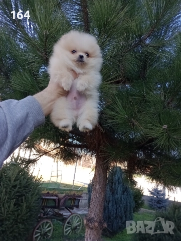 Мини момченце.Померан. Реални снимки от 29.12.25 г. , снимка 6 - Померан - 52885649