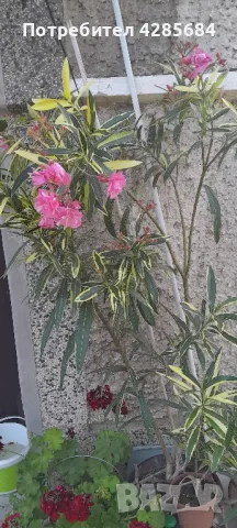 олеандър ,лян ,вариегатен