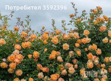 Продавам 10 цвята рози катерливи резници общо за 10 лева, снимка 4 - Градински цветя и растения - 42478846
