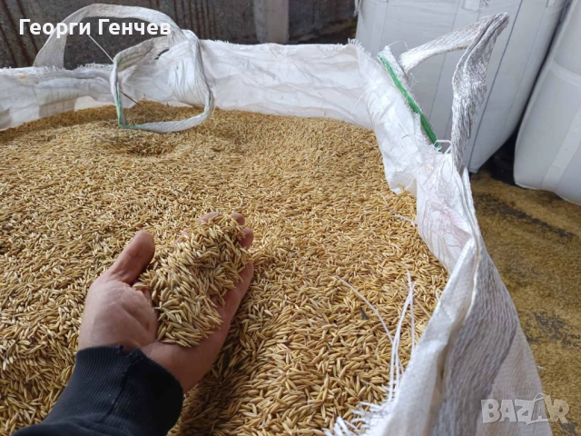 Продавам Слънчоглед, Пшеница и Овес, реколта 2025г., снимка 2 - За селскостопански - 51316517