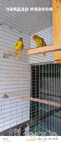 вълнисти папагали, какарики , снимка 9 - Папагали - 52411146