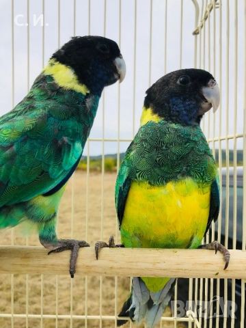 Различни видове папагали , снимка 5 - Папагали - 51972963