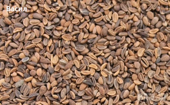 Продавам семена от билка Фацелия