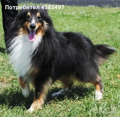 Момчета Шелти мини коли , снимка 4 - Коли - 55993479