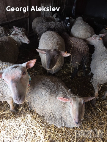 Чистокръвни овце Мутон шароле, снимка 7 - Овце - 53749010