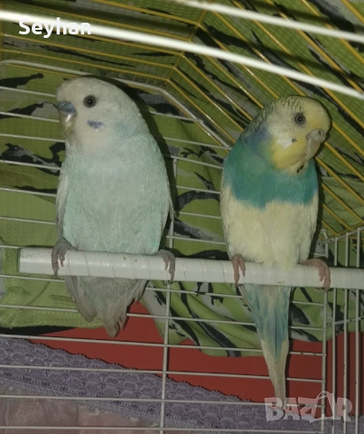 Вълнисти папагали , снимка 2 - Папагали - 53610860