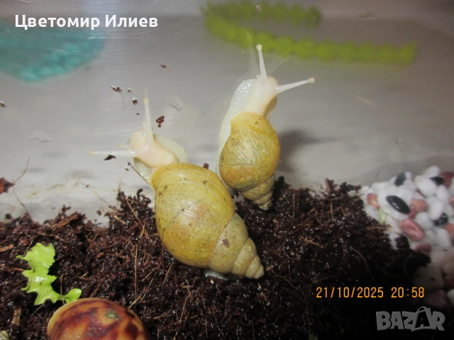 Гигантски Африкански охлюви, снимка 4 - Други животни - 51624191