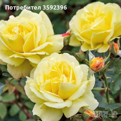 Продавам резници от  5 цвята рози катерливи общо за 10 лева, снимка 4 - Градински цветя и растения - 41246315