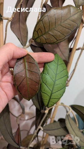 Хоя/ Hoya (резници-cuttings) , снимка 2 - Стайни растения - 47188490