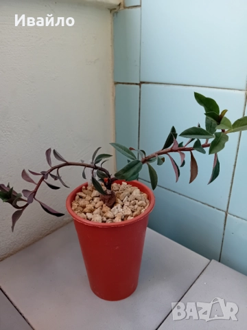 Сукуленти само за ценители, снимка 7 - Стайни растения - 35248161