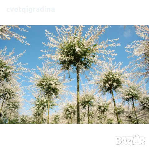 Salix integra 'Hakuro Nishiki' -Пъстролистна върба