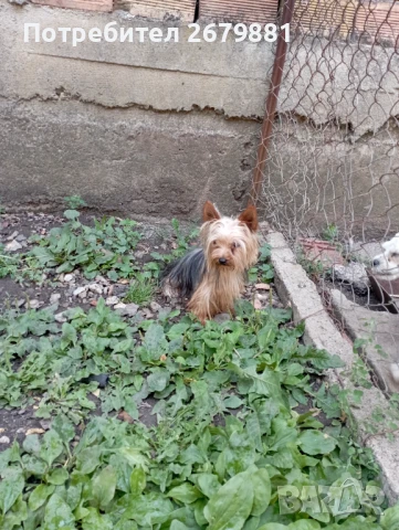 Мини йорки момиче на 1 година , снимка 1