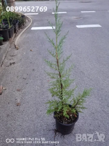 Аризонски кипарис 