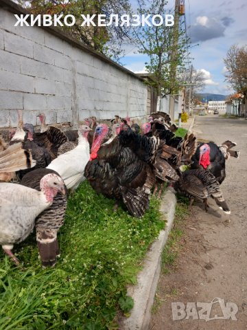 ПРОДАВАМ МЛАДИ ПУЙКИ И ПУЯЦИ, снимка 11 - Кокошки и пуйки - 32564308