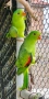 продавам различни видове папагали, снимка 12